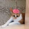 kittykat864